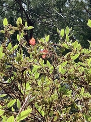 Rhododendron oldhamii