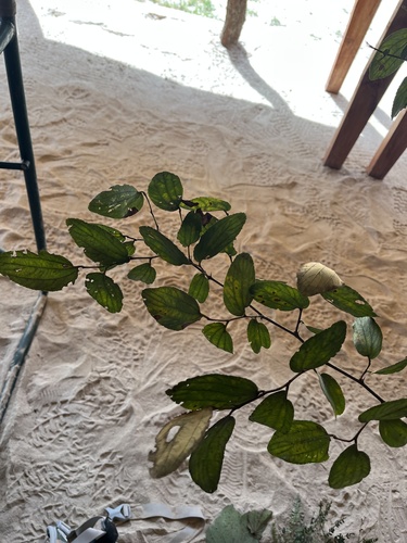 large jujube