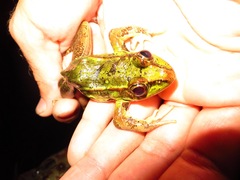 Lithobates vaillanti