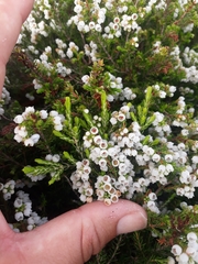 Erica subdivaricata