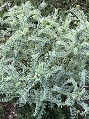 Astragalus drummondii