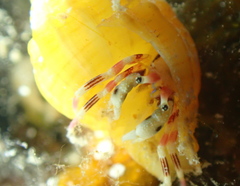 カザリサンゴヤドカリ