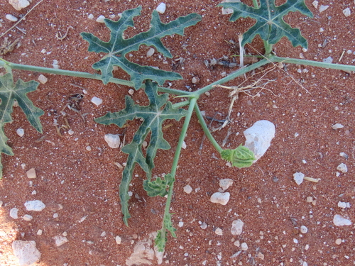Image of Citrullus naudinianus by no rights reserved