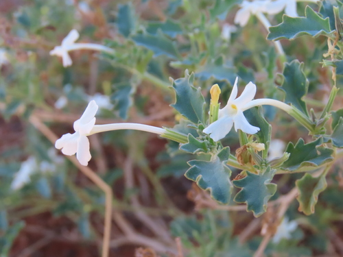 Karoo Trumpets (Chascanum pumilum)