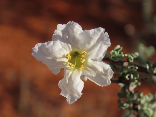 Image of Rhigozum trichotomum by no rights reserved