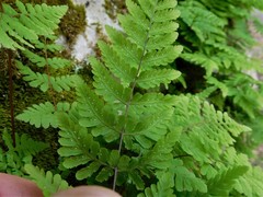 Cystopteris bulbifera