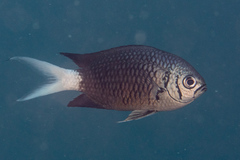 Chromis xanthura