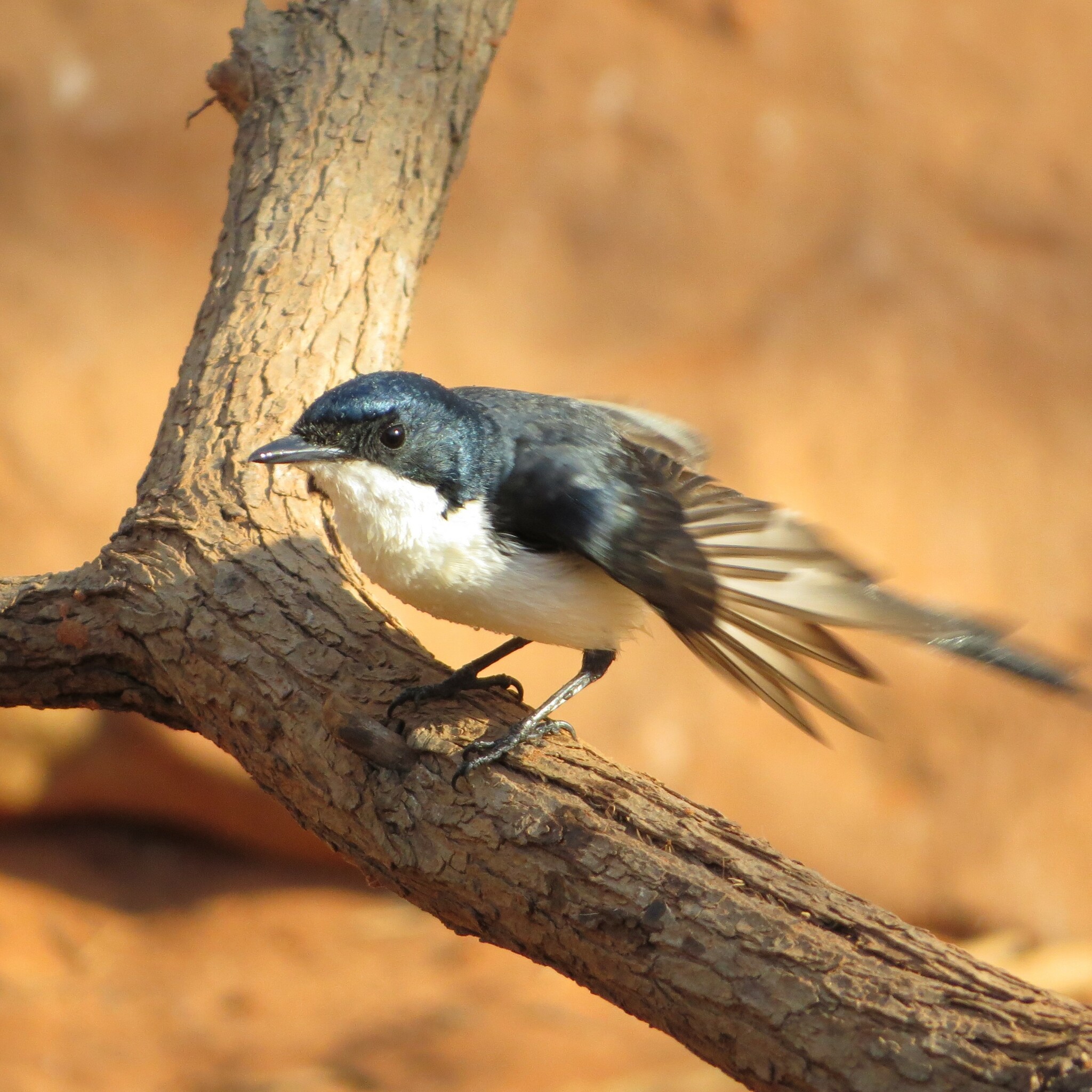 Paperbark Flycatcher illustration