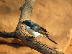 Paperbark Flycatcher photo 2