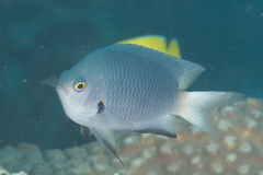 Pomacentrus flavioculus