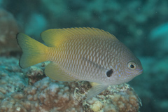 Pomacentrus nigromarginatus