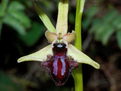 Ophrys sphegodes atrata