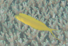 Bicolour Fangblenny photo 5