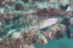 Ecsenius fijiensis