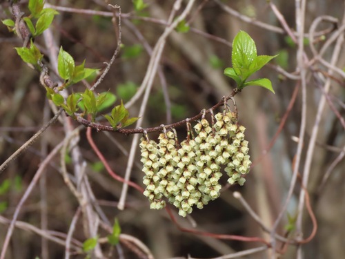 Stachyurus praecox (Stachyurus praecox)