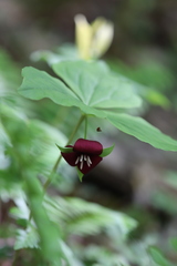 Trillium vaseyi