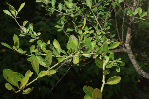 Image of Capparis mitchellii by (c) Greg Tasney, some rights reserved (CC BY-SA)