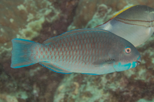 Steephead parrotfish (Chlorurus microrhinos) — Scaridae