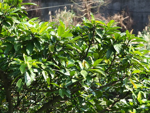 Image of Ficus benguetensis by no rights reserved