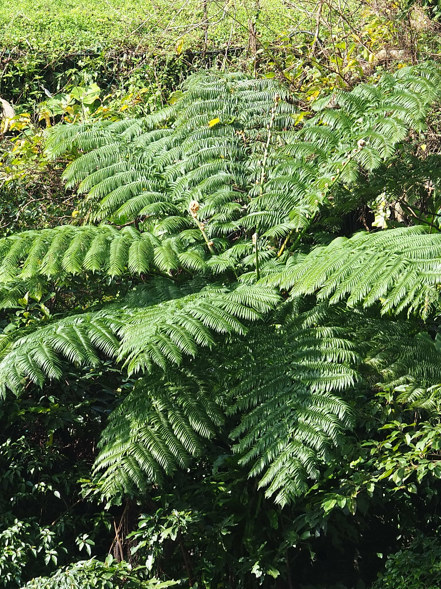 Sphaeropteris lepifera