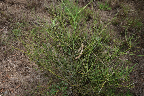 Image of Apophyllum anomalum by (c) Greg Tasney, some rights reserved (CC BY-SA)