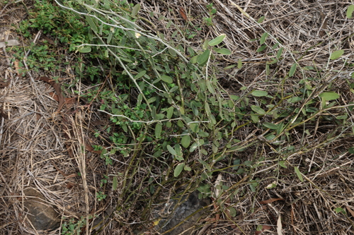 Image of Nipan (Capparis lasiantha) by (c) Greg Tasney, some rights reserved (CC BY-SA)