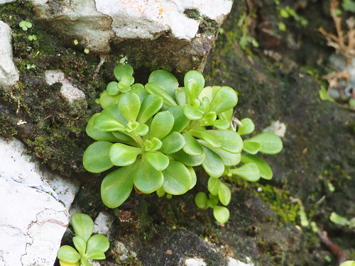 Image of Sedum formosanum by no rights reserved