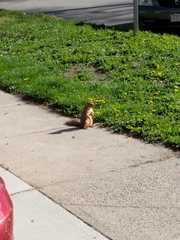 Sciurus niger