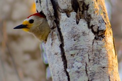 Yucatan Woodpecker photo 2