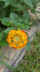 Lantana