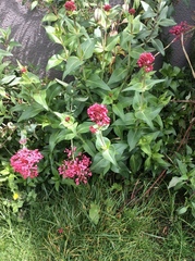 Centranthus