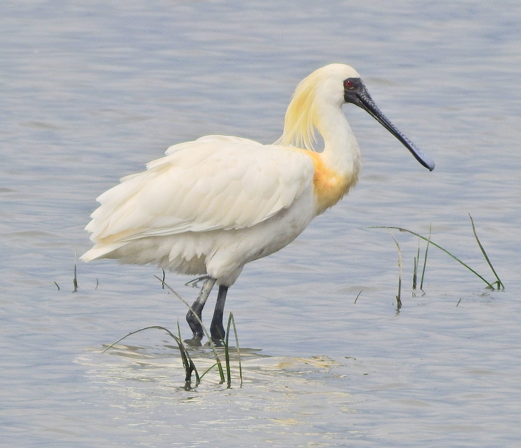 Black-faced Spoonbill photo