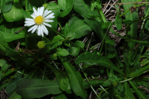 Image of Calotis cuneata by (c) Greg Tasney, some rights reserved (CC BY-SA)