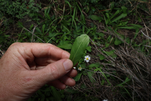 Image of Calotis cuneata by (c) Greg Tasney, some rights reserved (CC BY-SA)