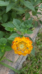 Lantana