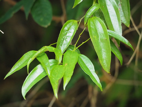 Smilax lanceifolia (Smilax lanceifolia)