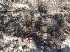 Coryphantha neglecta