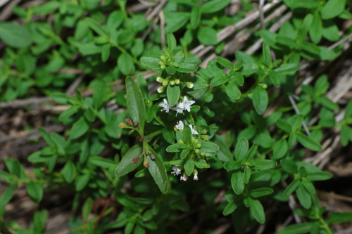 Image of Mentha satureioides by (c) Greg Tasney, some rights reserved (CC BY-SA)