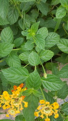 Lantana