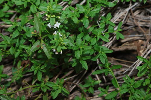 Image of Mentha satureioides by (c) Greg Tasney, some rights reserved (CC BY-SA)
