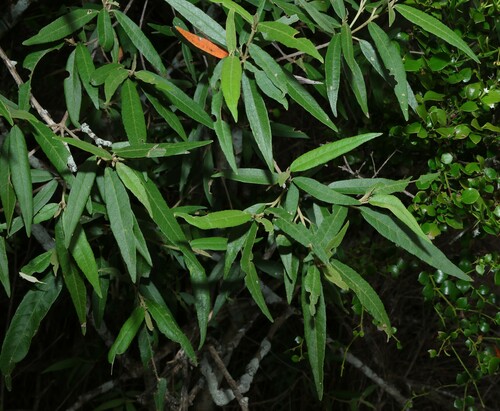 Croton phebalioides, photograph 3