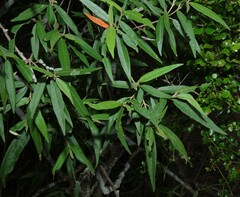 Croton phebalioides, photograph (c) Greg Tasney, some rights reserved (CC BY-SA)
