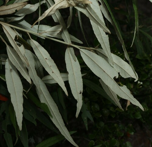 Croton phebalioides, photograph 5
