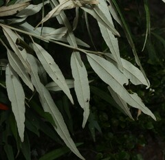 Croton phebalioides, photograph (c) Greg Tasney, some rights reserved (CC BY-SA)