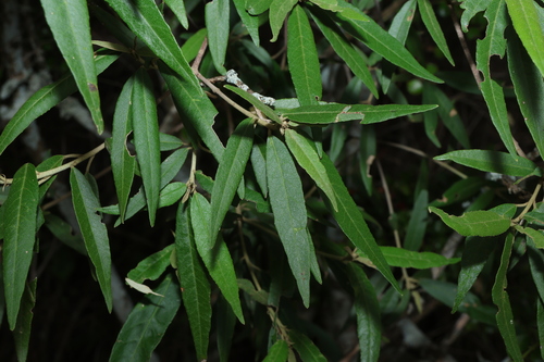 Croton phebalioides, photograph 4