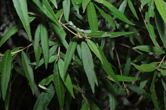 Croton phebalioides, photograph (c) Greg Tasney, some rights reserved (CC BY-SA)
