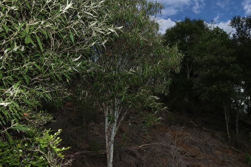 Croton phebalioides, photograph 6