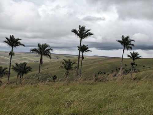 Image of Dypsis decipiens by no rights reserved