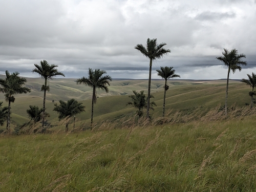 Image of Dypsis decipiens by no rights reserved