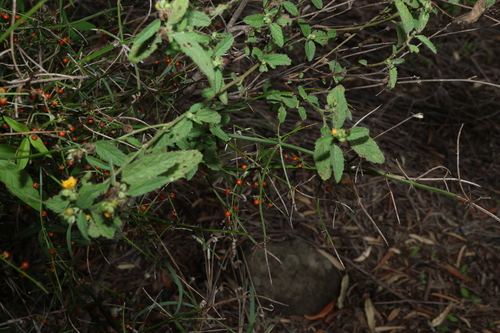 Image of Teucrium junceum by (c) Greg Tasney, some rights reserved (CC BY-SA)